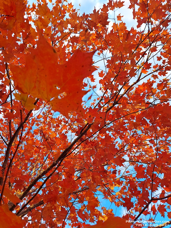 73514LeUsm - Looking up through a Maple on a lovely morning